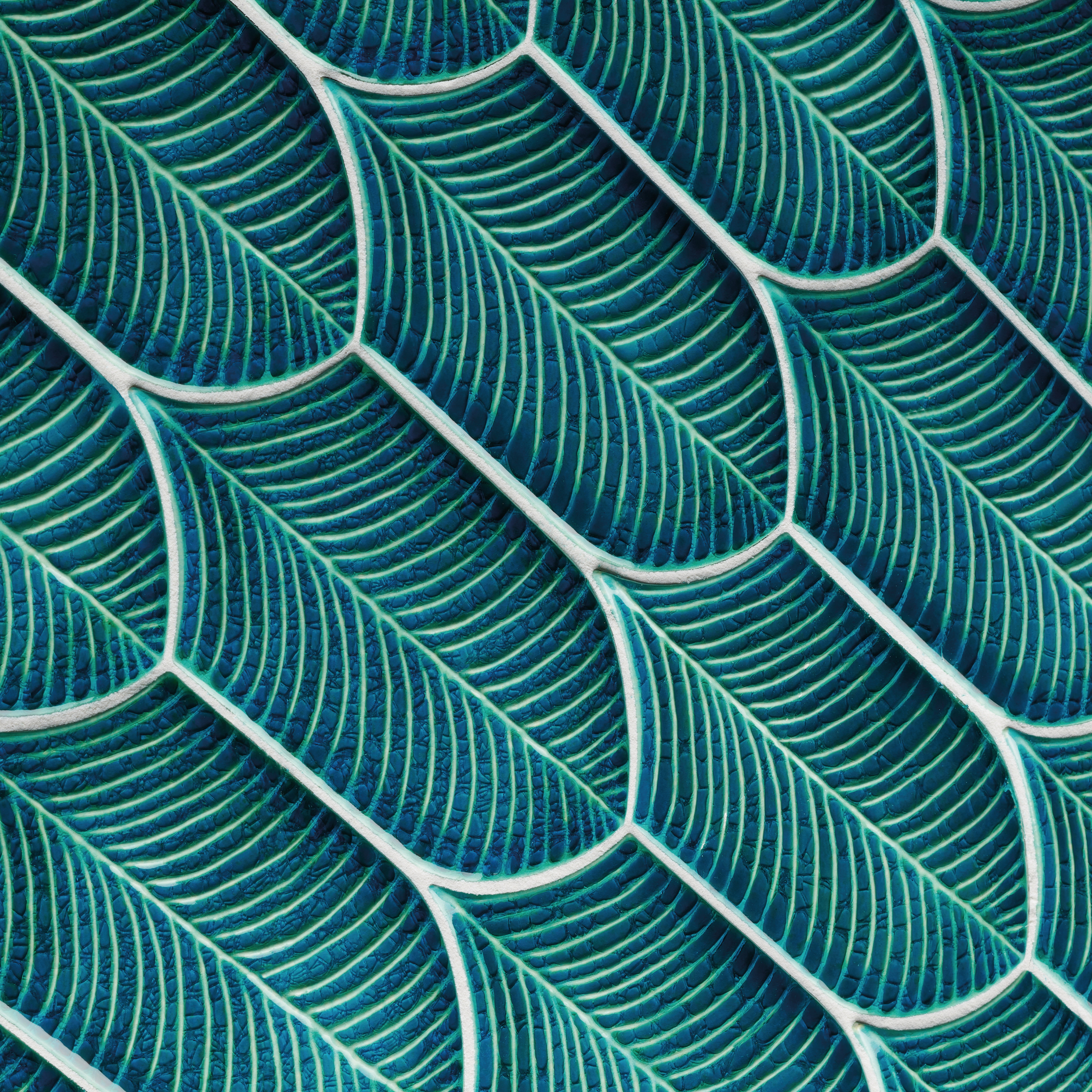 Calathea