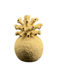 Load image into Gallery viewer, Coral Collection

